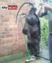 Sky News - Giant Rat