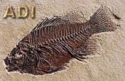 ADI Fossils?