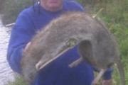 Giant Rat in County Durham