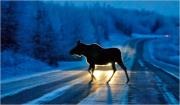 Moose in the road
