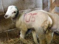 Lamb has ears cut off