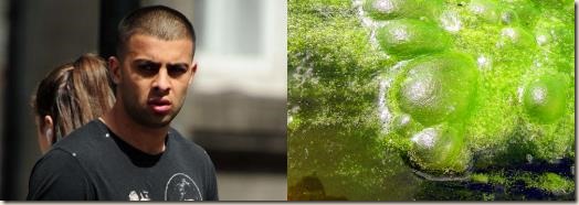 Shiad Mahmoon and some Pond Scum - spot the difference
