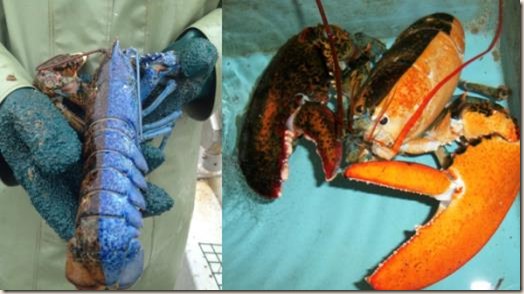 Bi-coloured Lobsters