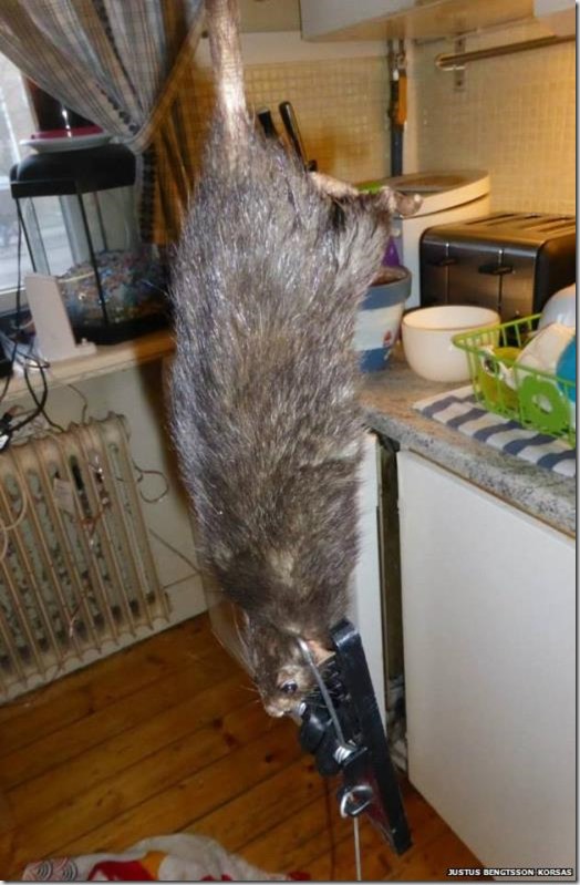 Swedish Giant Rat