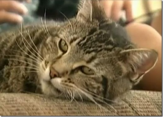 Heroic cat, Tara, who saved boy from dog attack