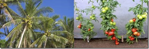 Coconut Palm vs Tomato Vine