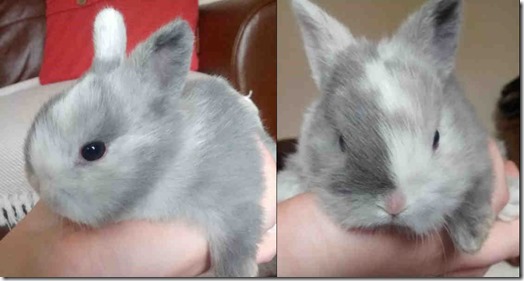 Dumped baby rabbit