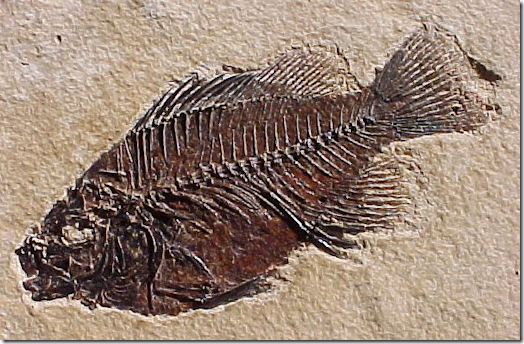 Fossil fish