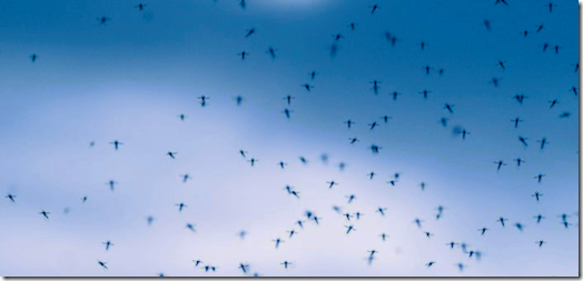 Swarm of Gnats